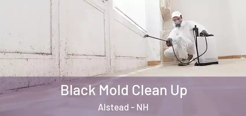 Black Mold Clean Up Alstead - NH
