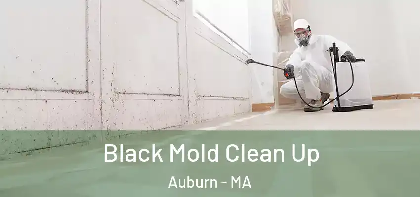  Black Mold Clean Up Auburn - MA