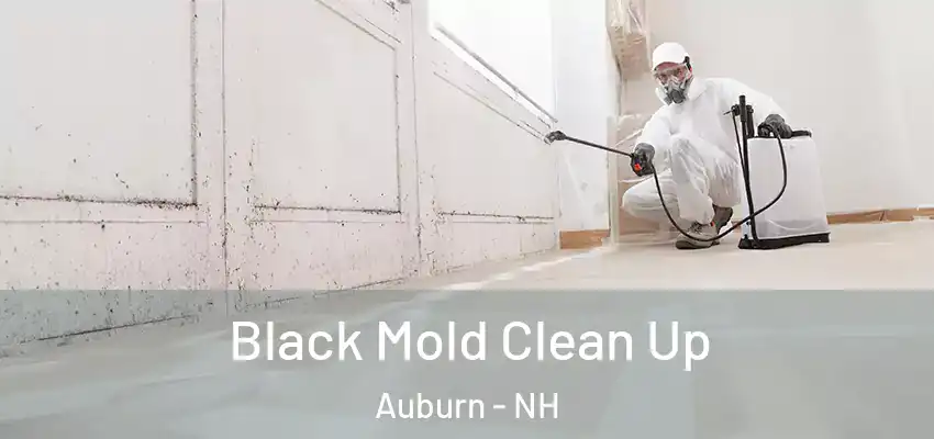  Black Mold Clean Up Auburn - NH