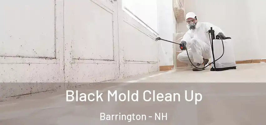  Black Mold Clean Up Barrington - NH