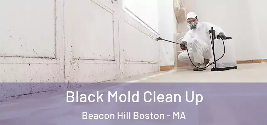  Black Mold Clean Up Beacon Hill Boston - MA