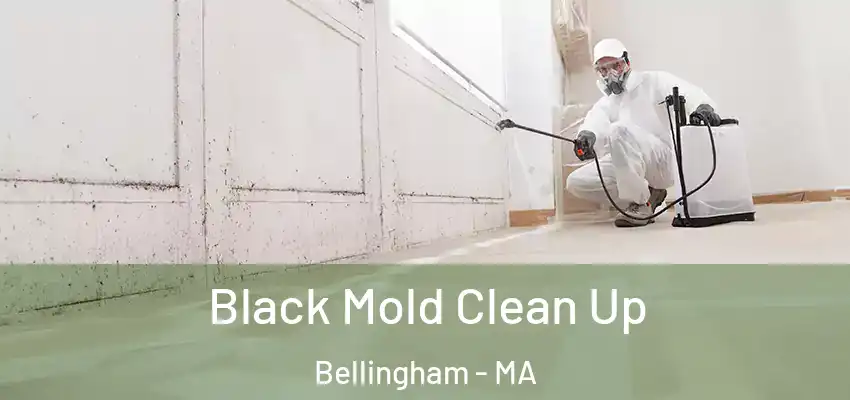 Black Mold Clean Up Bellingham - MA