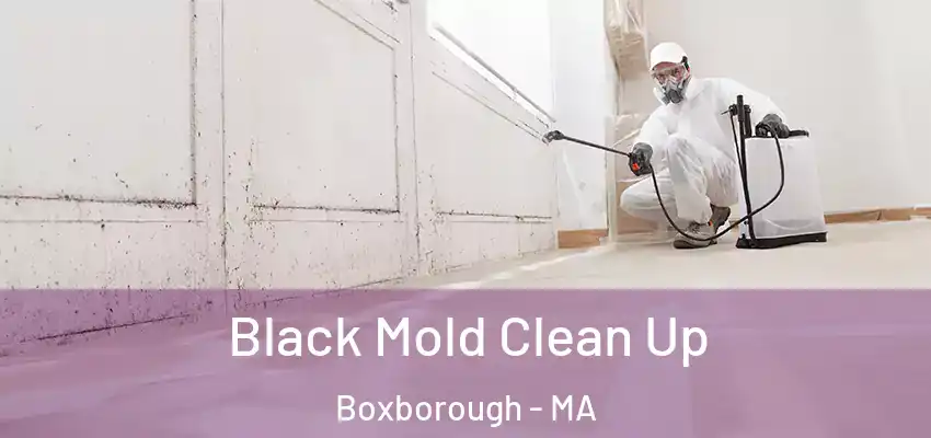  Black Mold Clean Up Boxborough - MA