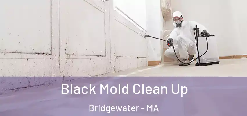  Black Mold Clean Up Bridgewater - MA