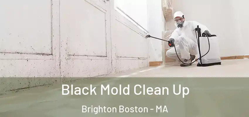 Black Mold Clean Up Brighton Boston - MA