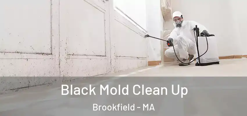  Black Mold Clean Up Brookfield - MA