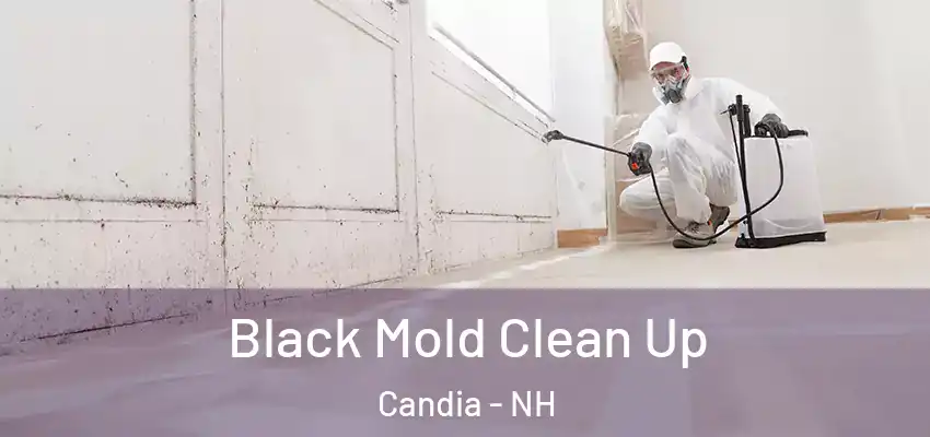Black Mold Clean Up Candia - NH
