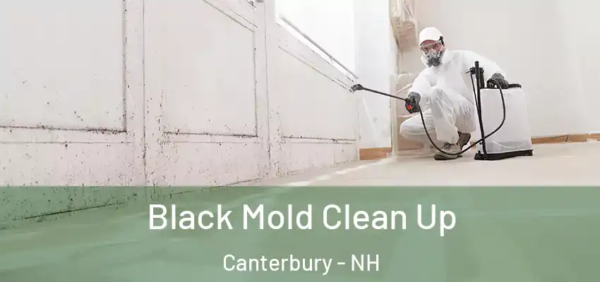 Black Mold Clean Up Canterbury - NH