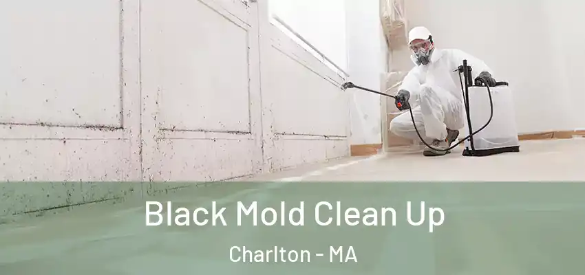  Black Mold Clean Up Charlton - MA