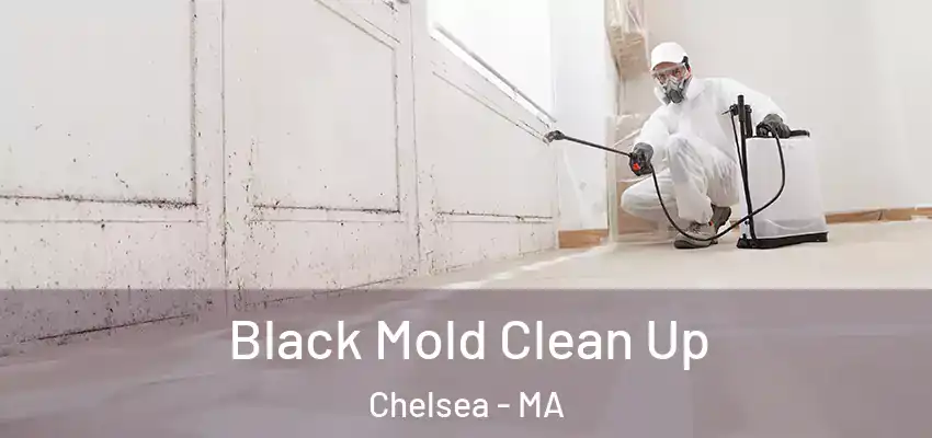 Black Mold Clean Up Chelsea - MA