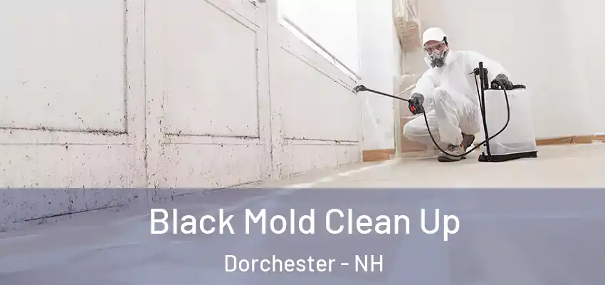 Black Mold Clean Up Dorchester - NH