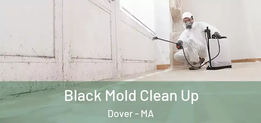  Black Mold Clean Up Dover - MA