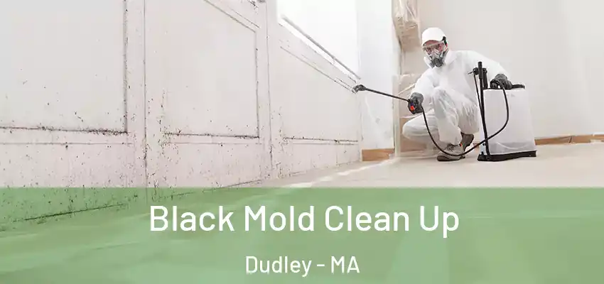 Black Mold Clean Up Dudley - MA