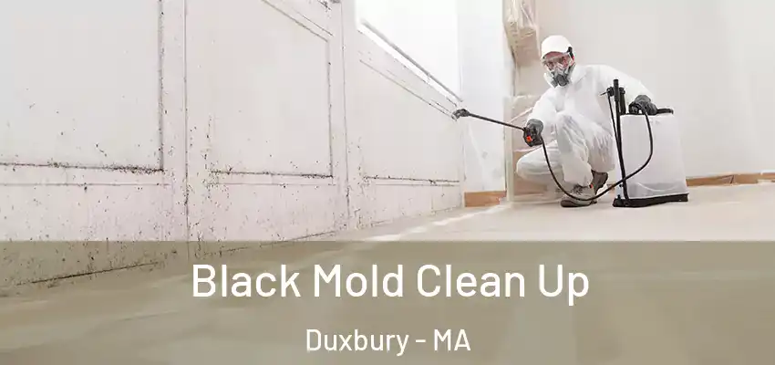 Black Mold Clean Up Duxbury - MA