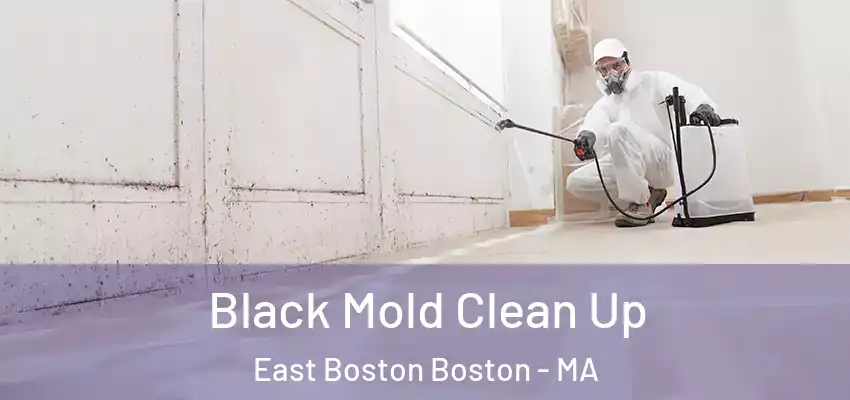 Black Mold Clean Up East Boston Boston - MA