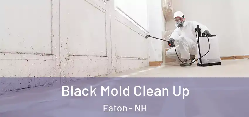 Black Mold Clean Up Eaton - NH