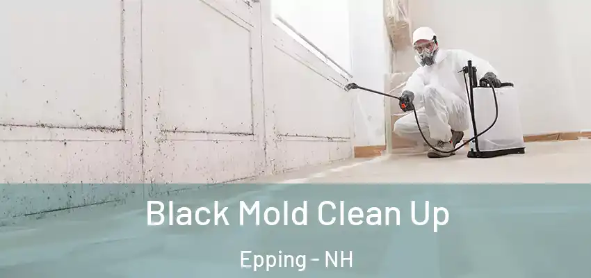  Black Mold Clean Up Epping - NH