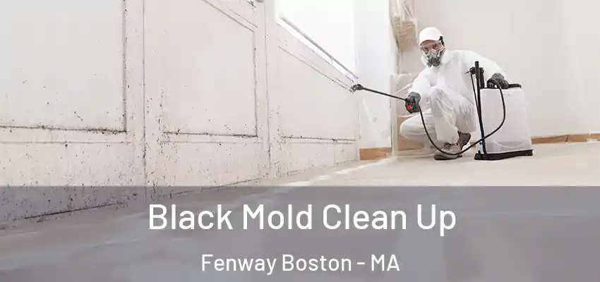  Black Mold Clean Up Fenway Boston - MA