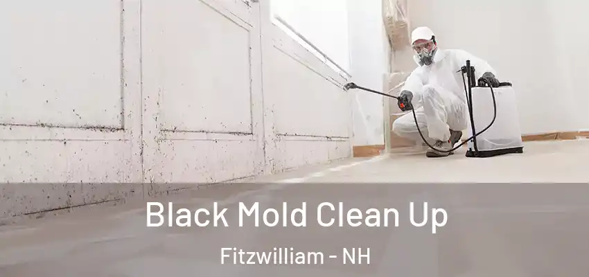 Black Mold Clean Up Fitzwilliam - NH
