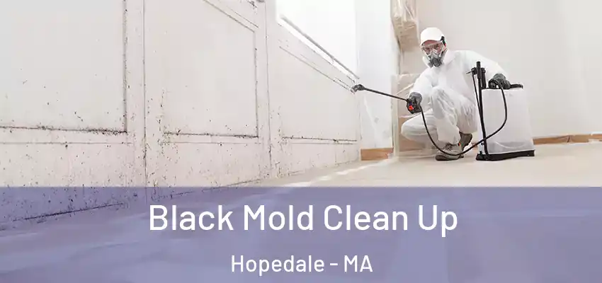Black Mold Clean Up Hopedale - MA