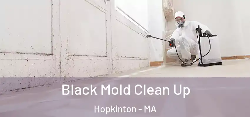 Black Mold Clean Up Hopkinton - MA