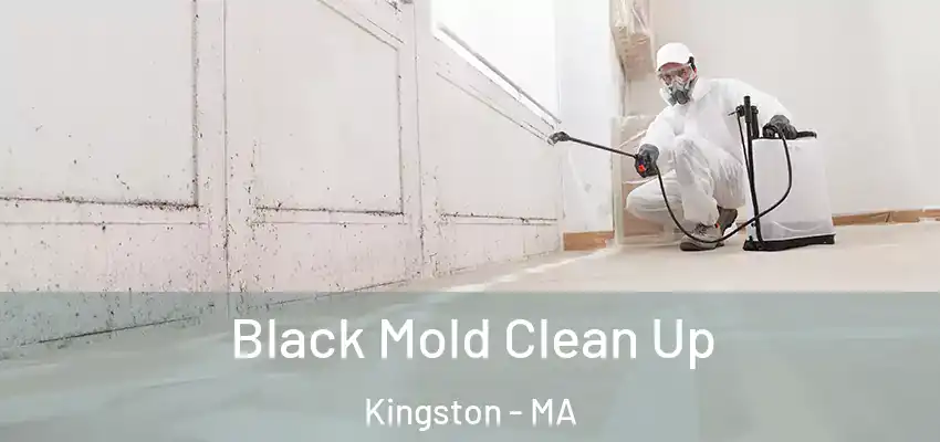  Black Mold Clean Up Kingston - MA