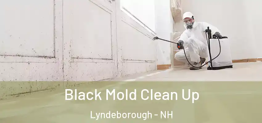  Black Mold Clean Up Lyndeborough - NH