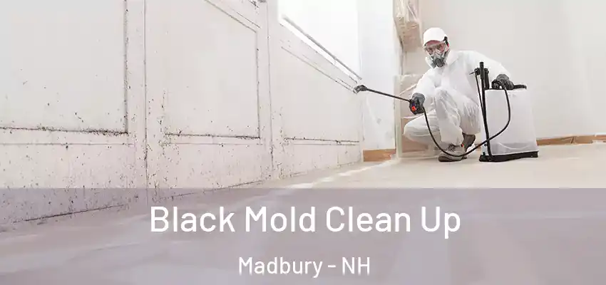 Black Mold Clean Up Madbury - NH