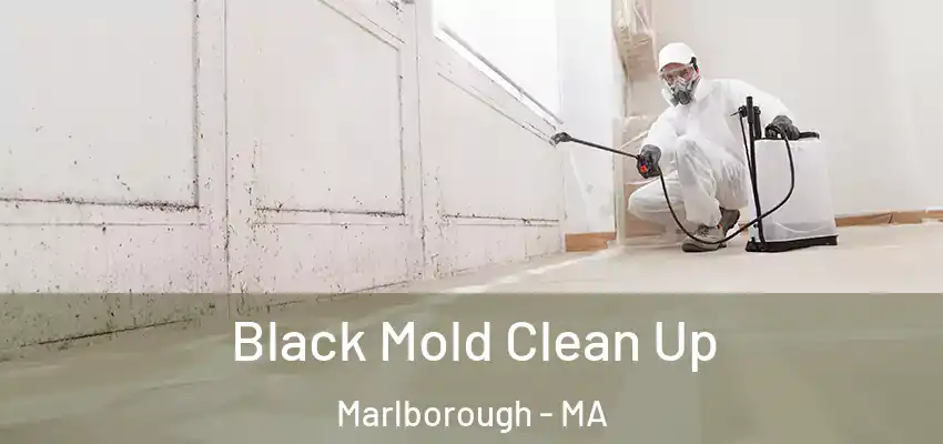 Black Mold Clean Up Marlborough - MA