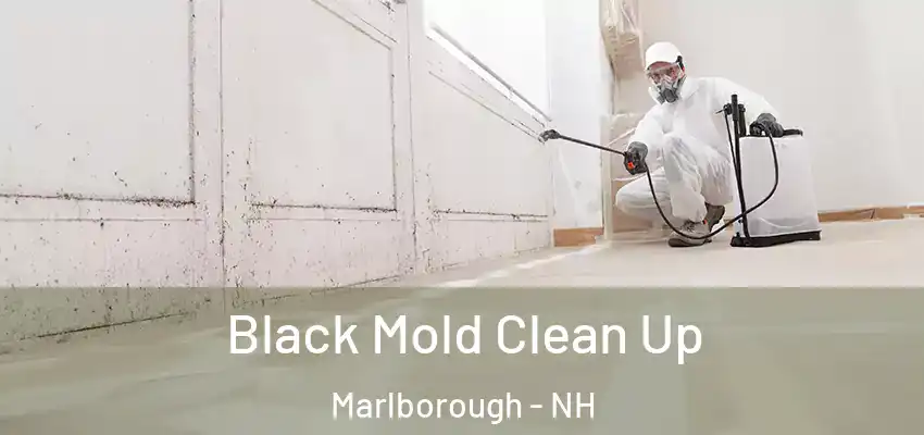 Black Mold Clean Up Marlborough - NH