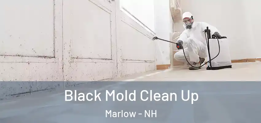  Black Mold Clean Up Marlow - NH