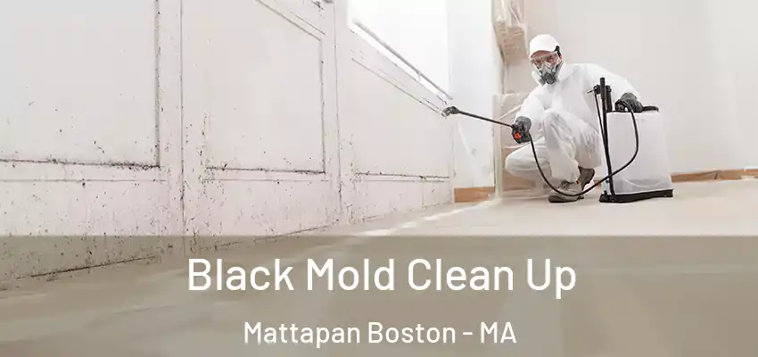  Black Mold Clean Up Mattapan Boston - MA