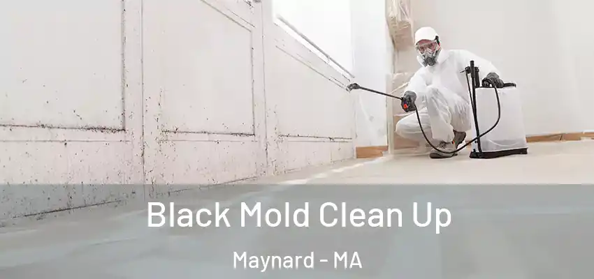 Black Mold Clean Up Maynard - MA