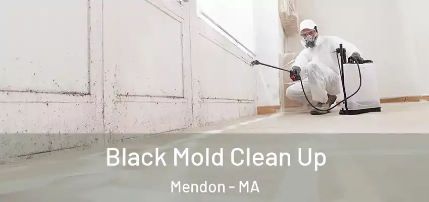  Black Mold Clean Up Mendon - MA