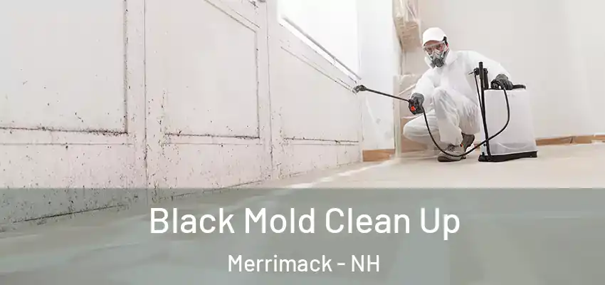 Black Mold Clean Up Merrimack - NH