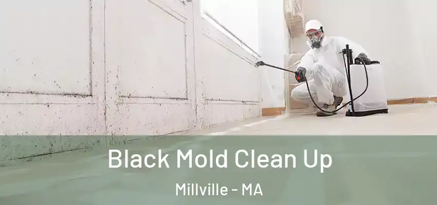  Black Mold Clean Up Millville - MA