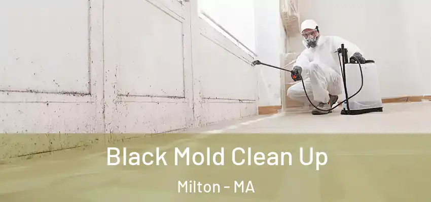 Black Mold Clean Up Milton - MA