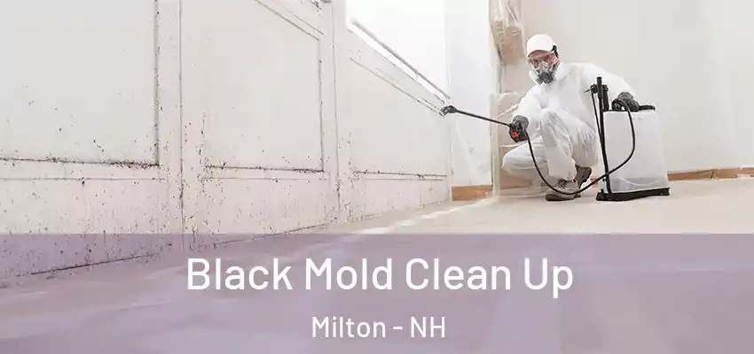 Black Mold Clean Up Milton - NH