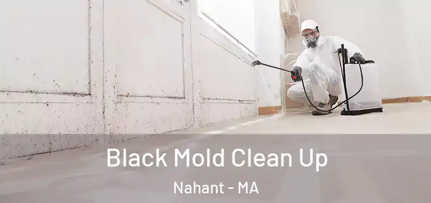 Black Mold Clean Up Nahant - MA
