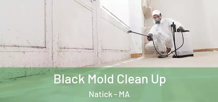  Black Mold Clean Up Natick - MA