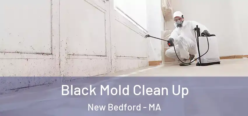 Black Mold Clean Up New Bedford - MA