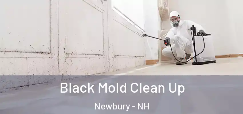 Black Mold Clean Up Newbury - NH