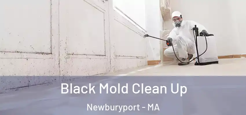 Black Mold Clean Up Newburyport - MA