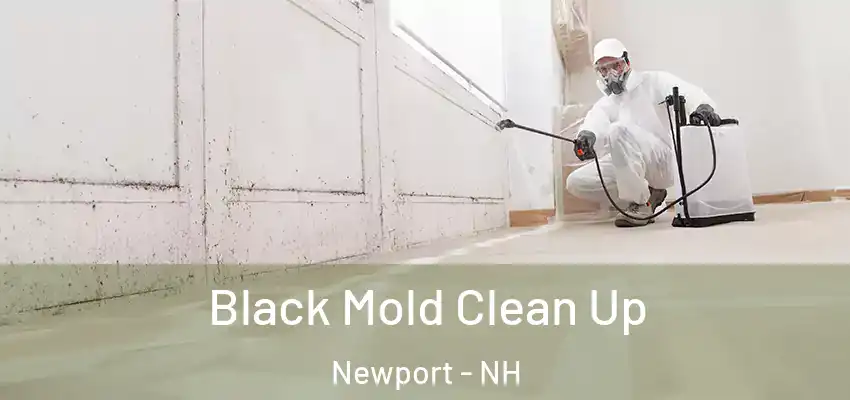  Black Mold Clean Up Newport - NH