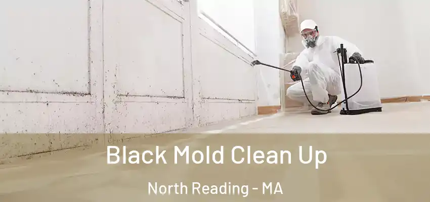  Black Mold Clean Up North Reading - MA