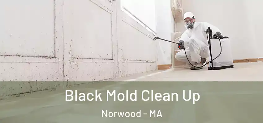 Black Mold Clean Up Norwood - MA
