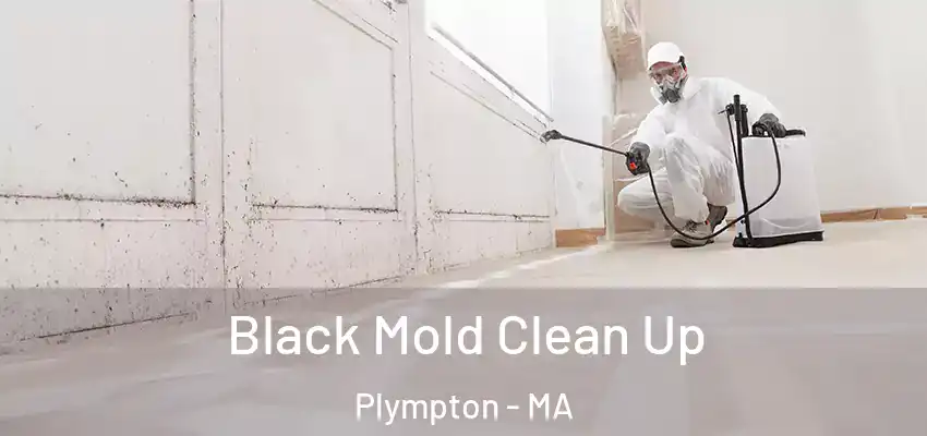 Black Mold Clean Up Plympton - MA