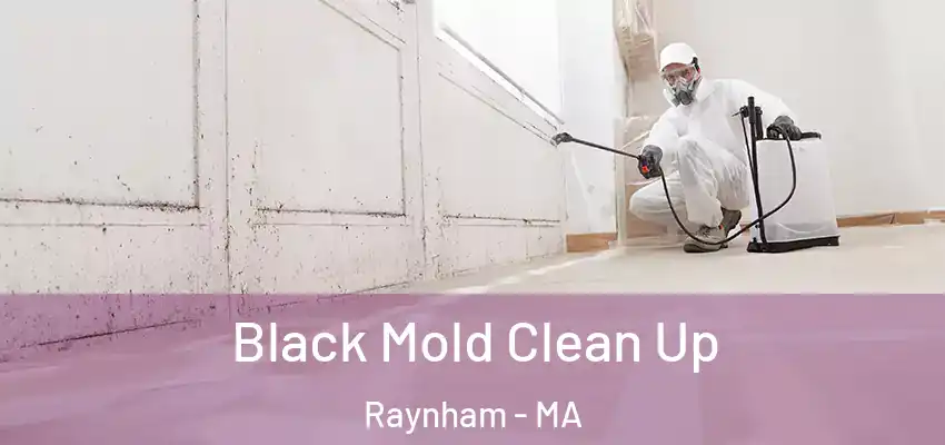 Black Mold Clean Up Raynham - MA