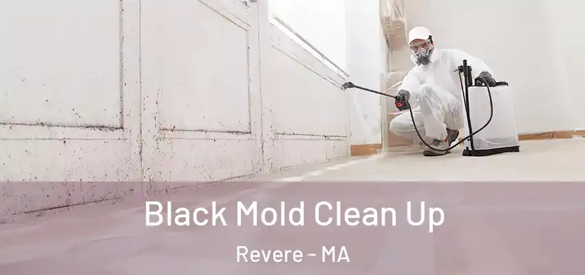  Black Mold Clean Up Revere - MA