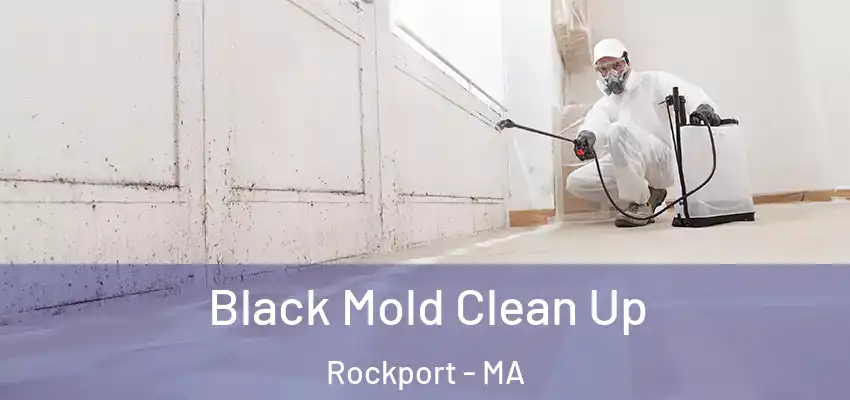  Black Mold Clean Up Rockport - MA